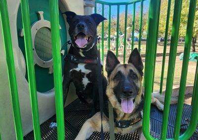 Two dogs sitting on kids' playground equipment; this activity helps build confidence in different surface textures and objects.