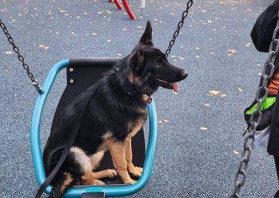 Socializing your dog means getting them used to new sights, smells, and objects.