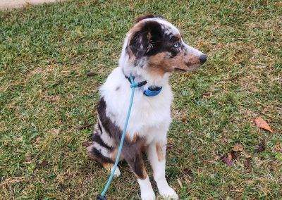 Australian shepherd out at a park