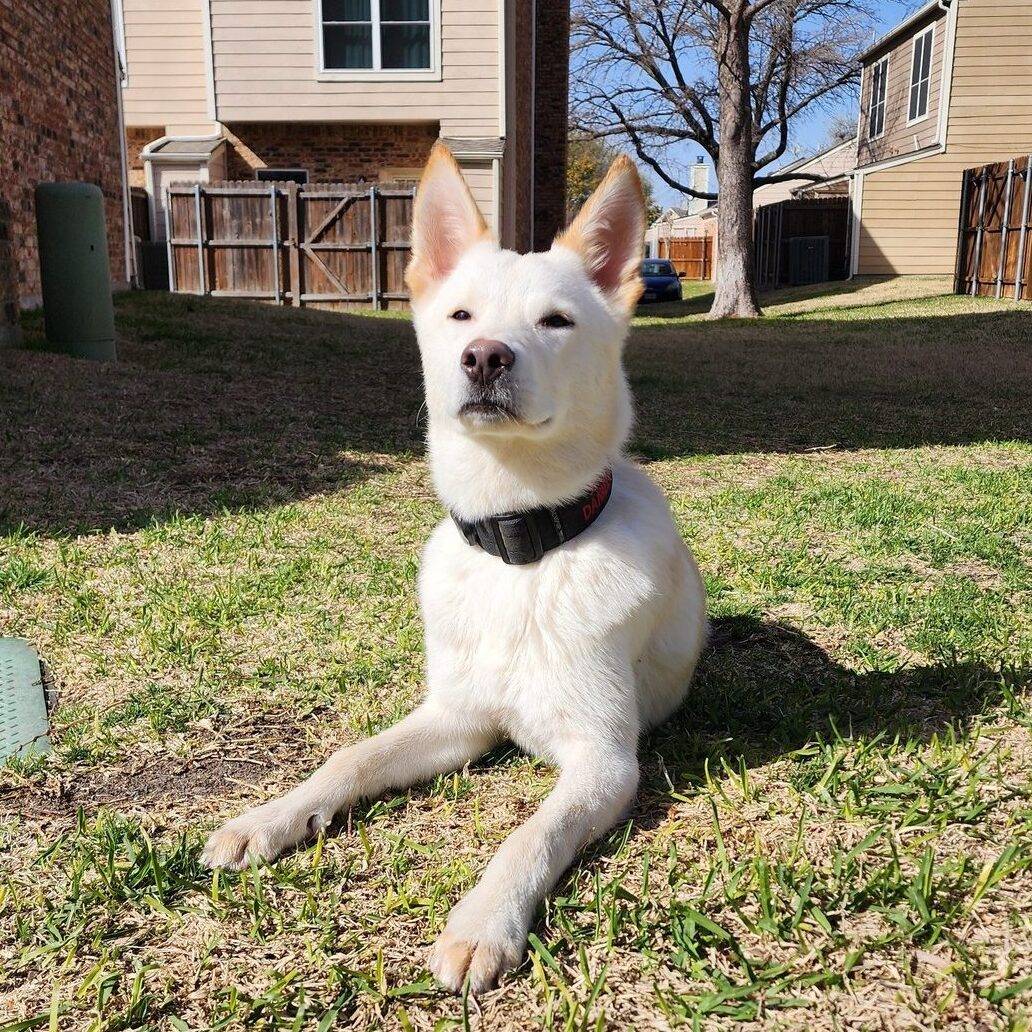 White dog in a down