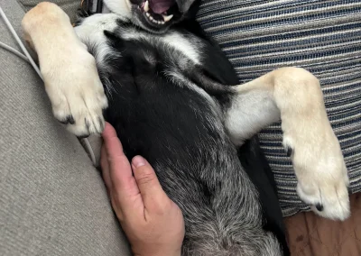 Well-mannered pups are happy pups