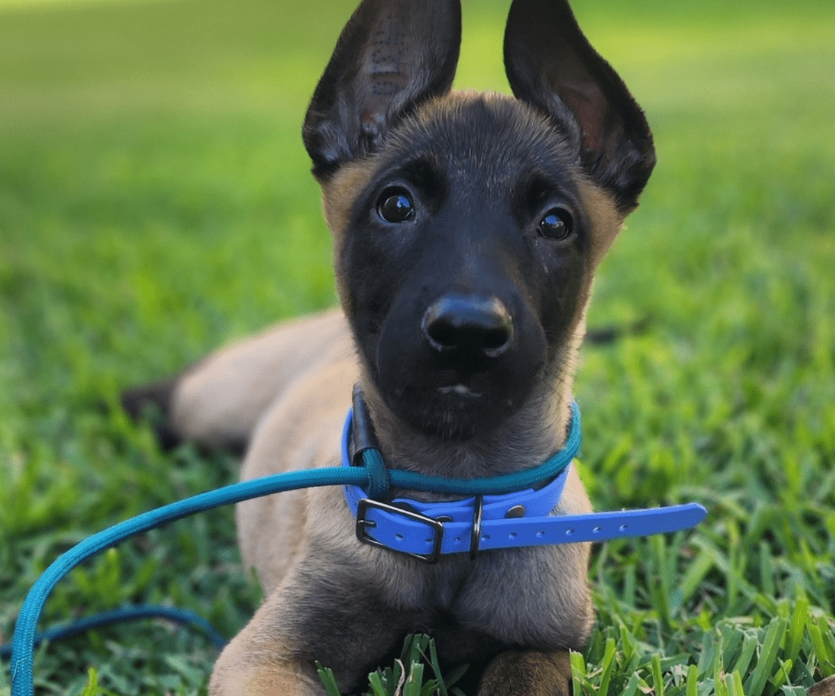 Roulette the Belgian Malinois practicing a down