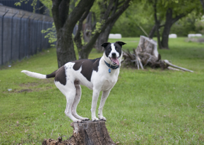 Dog on tree stump