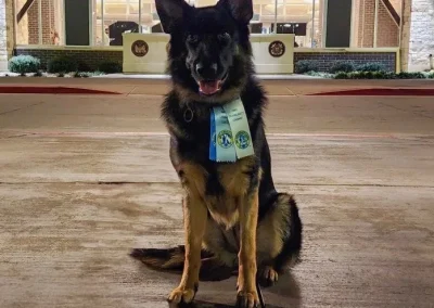 AKC offers several awards and certifications for dogs who earn it.