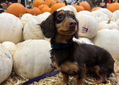 Dachshund at outdoor event