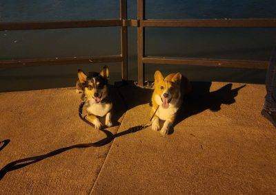 Corgis in a down-stay in public