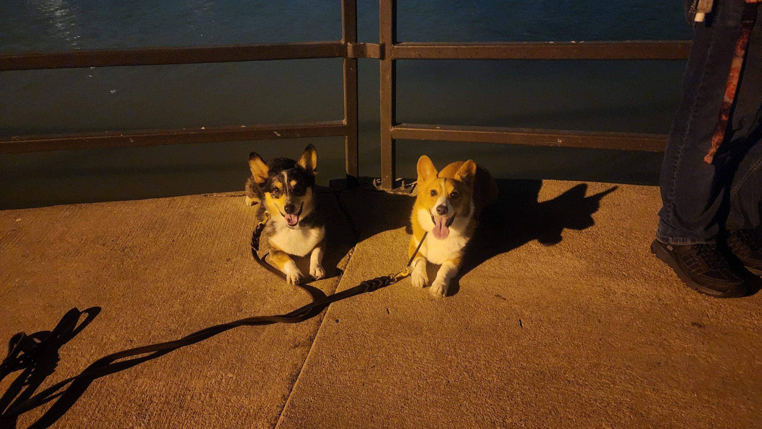 Dogs getting real-life experience Corgis in a down-stay in public