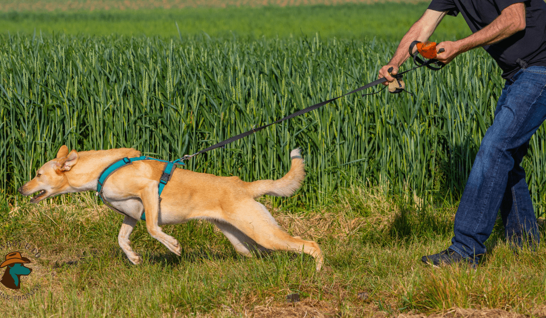 How to Stop Leash Pulling