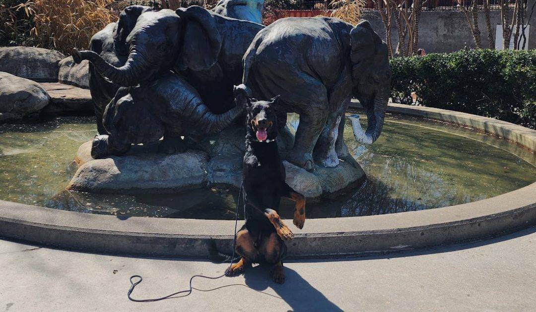 Dog-Friendly Outings in Richardson, Garland and Beyond