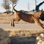 Get your puppy training right and you'll have an adult dog ready for life.