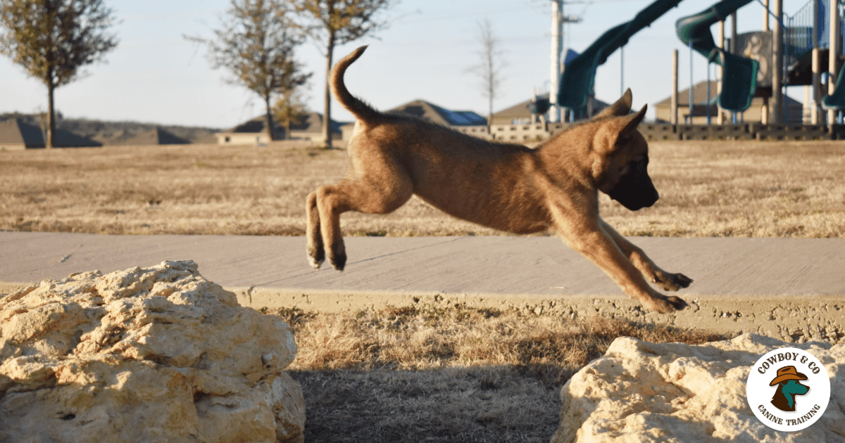 Get your puppy training right and you'll have an adult dog ready for life.