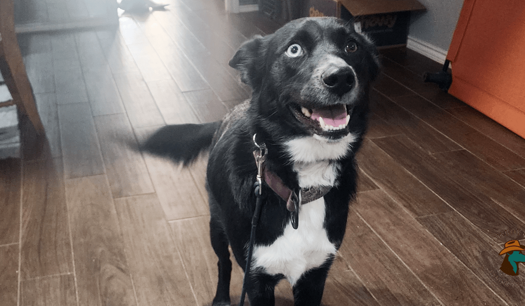 5 dog training mistakes you're probably making