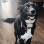 5 dog training mistakes you're probably making