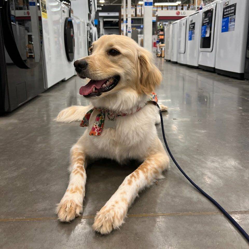 Lily's therapy dog training includes lots of public access practice.