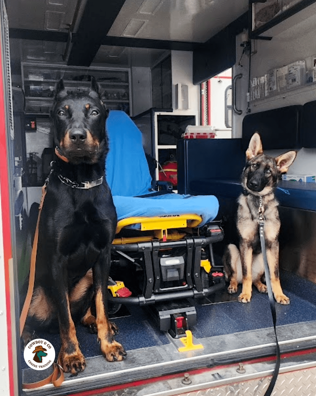 Therapy and Service dogs need experience around medical equipment.