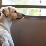Separation anxiety in dogs is misunderstood and sometimes genetic