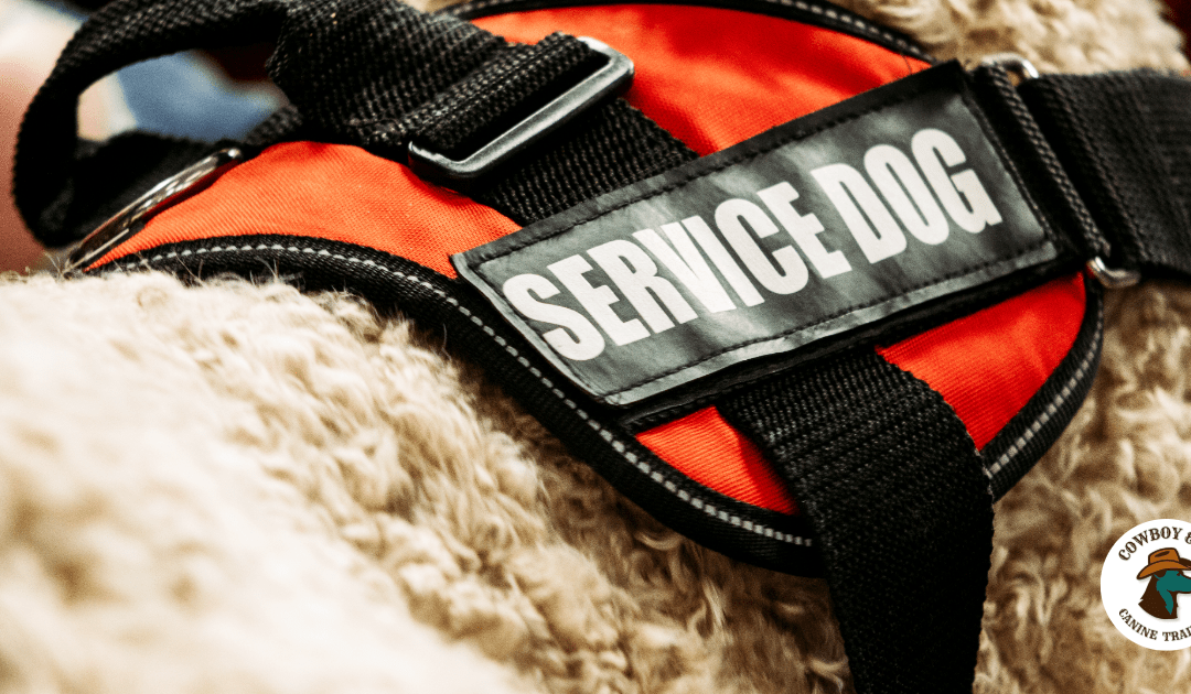 Does your dog have what it takes to be a service dog?