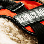 Does your dog have what it takes to be a service dog?