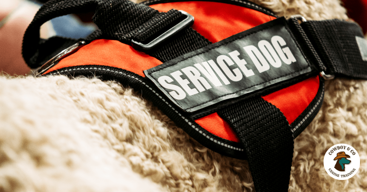 Does your dog have what it takes to be a service dog?