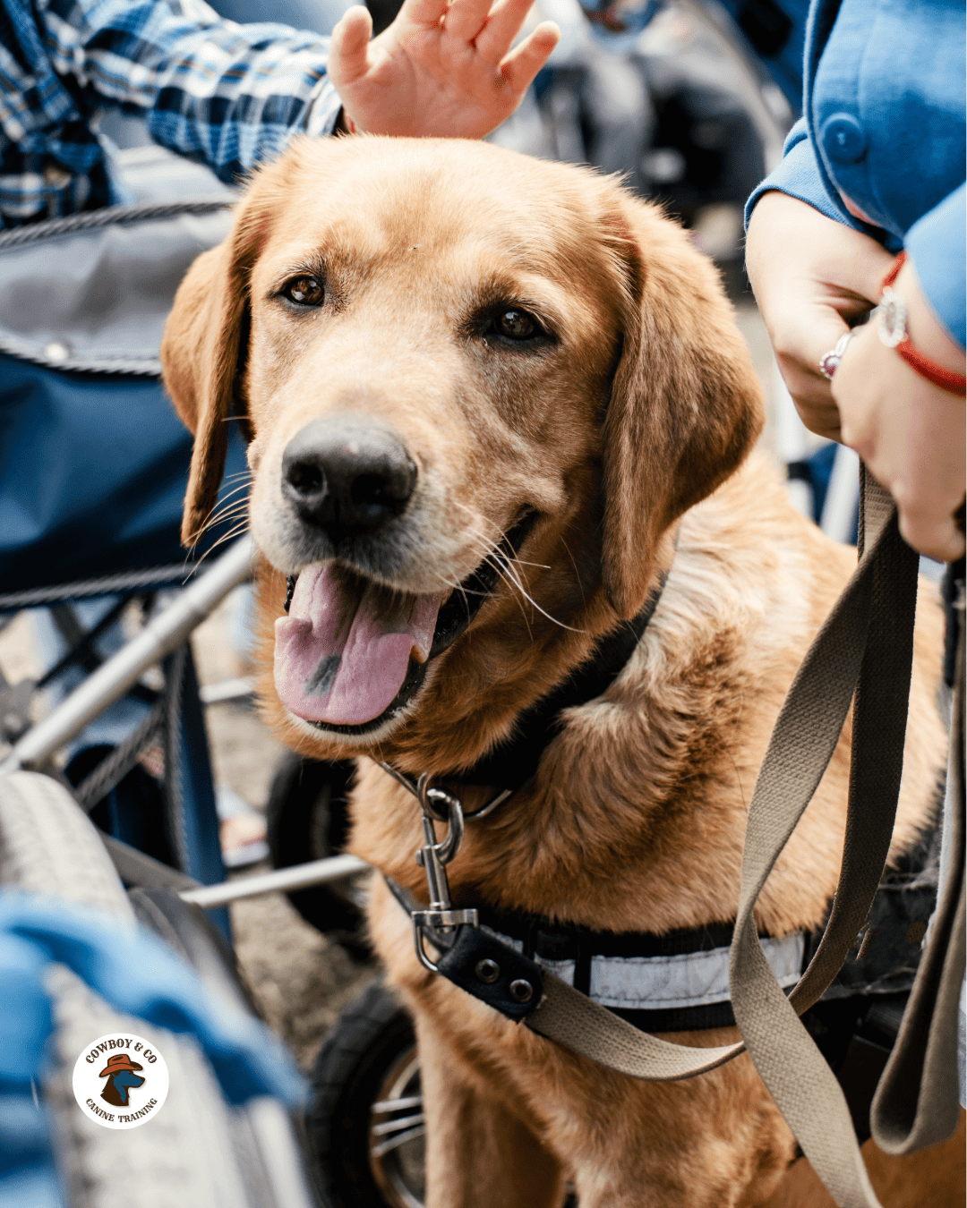 Therapy dogs visit people in hospitals, after tragedies or accidents and provide calming support.