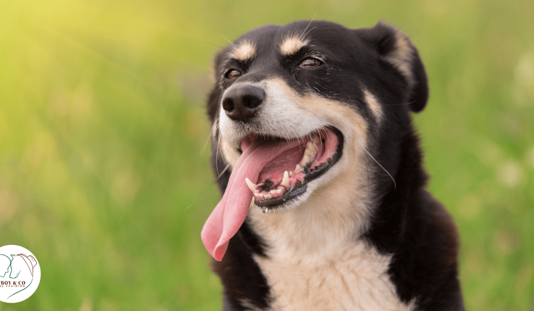 heat stress and heat stroke in dogs