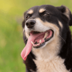heat stress and heat stroke in dogs
