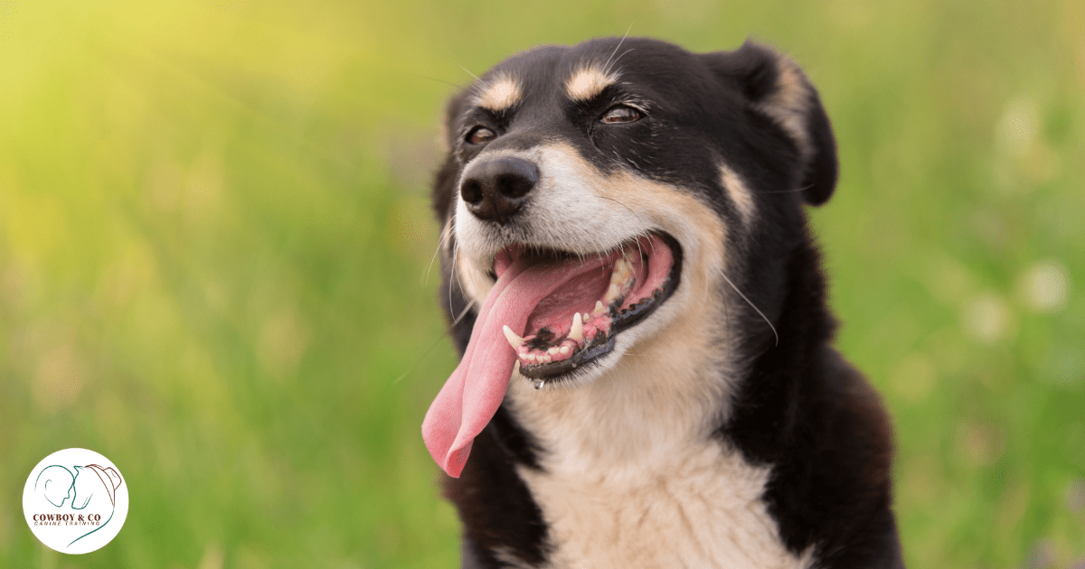 heat stress and heat stroke in dogs
