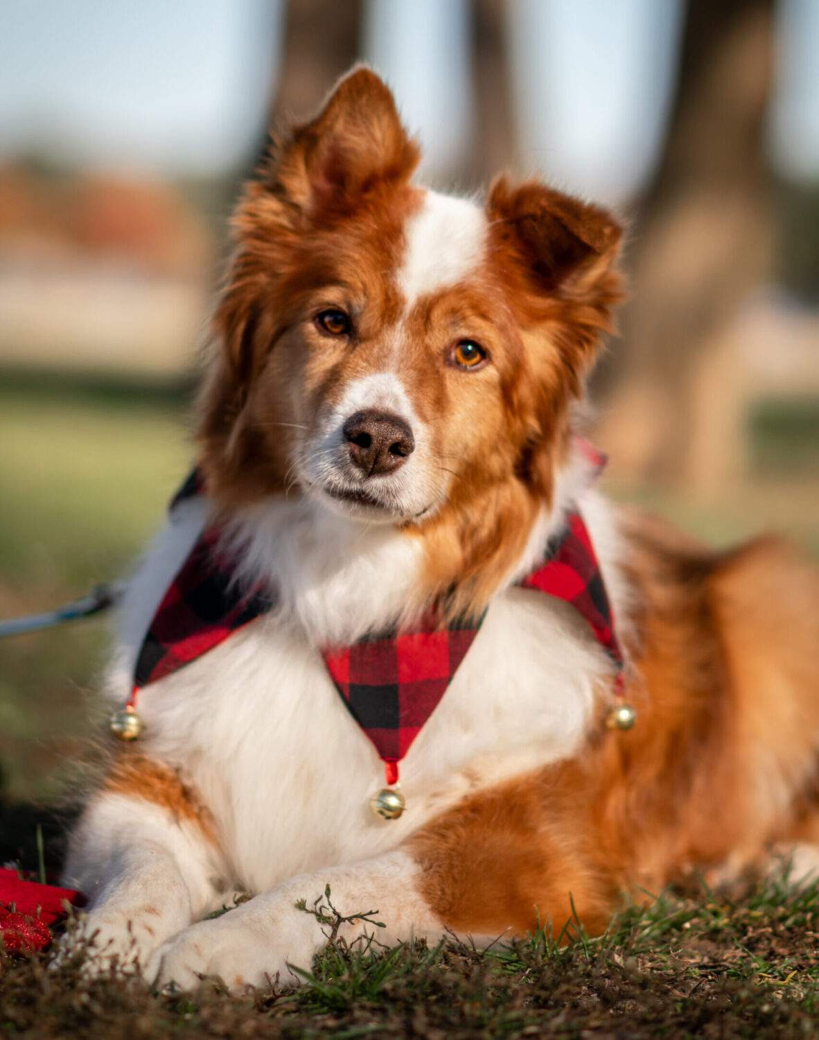 Practicing outside gives your dog much-needed experience