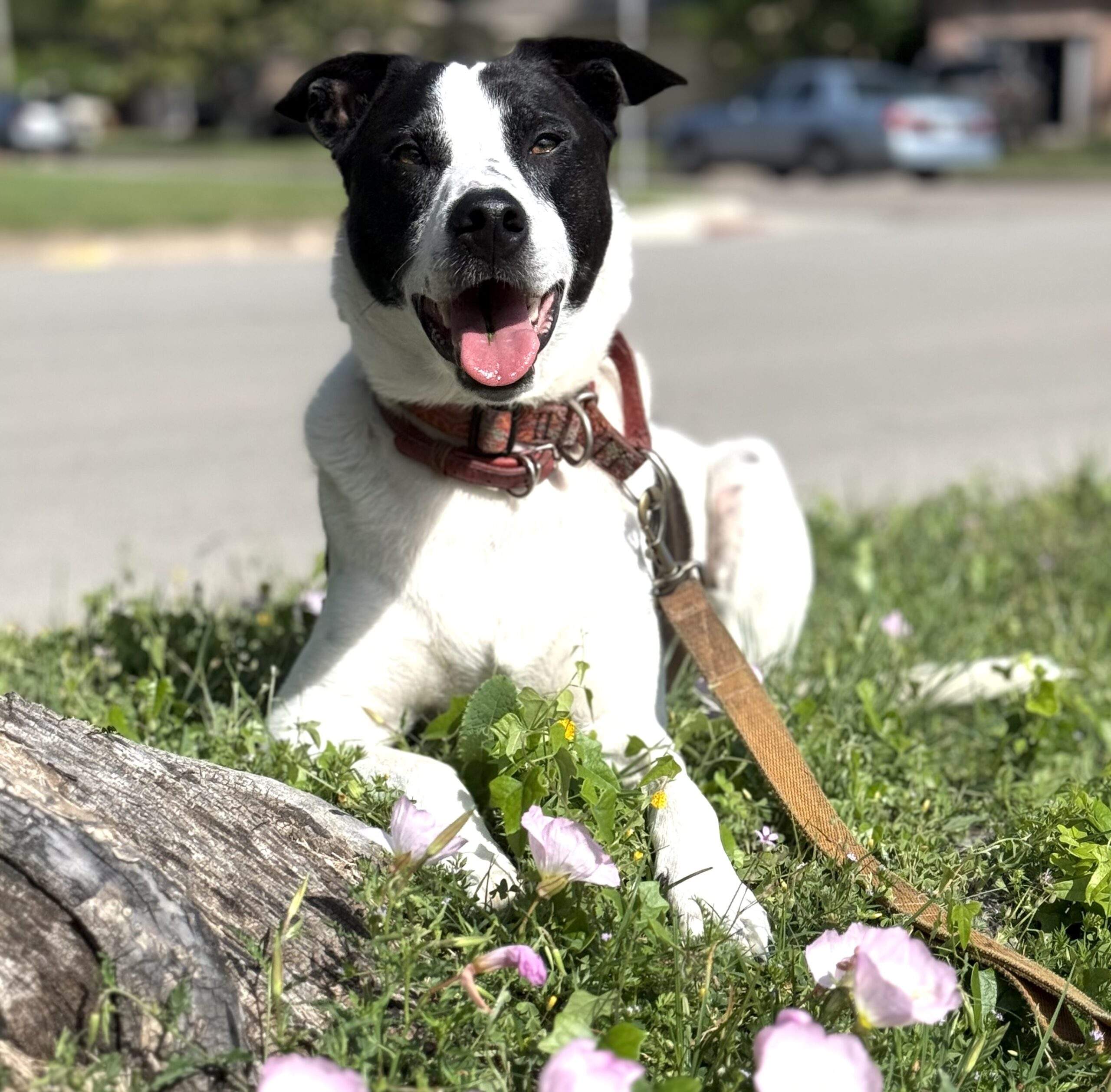 Dogs Need Practice Everywhere Practicing a down outside