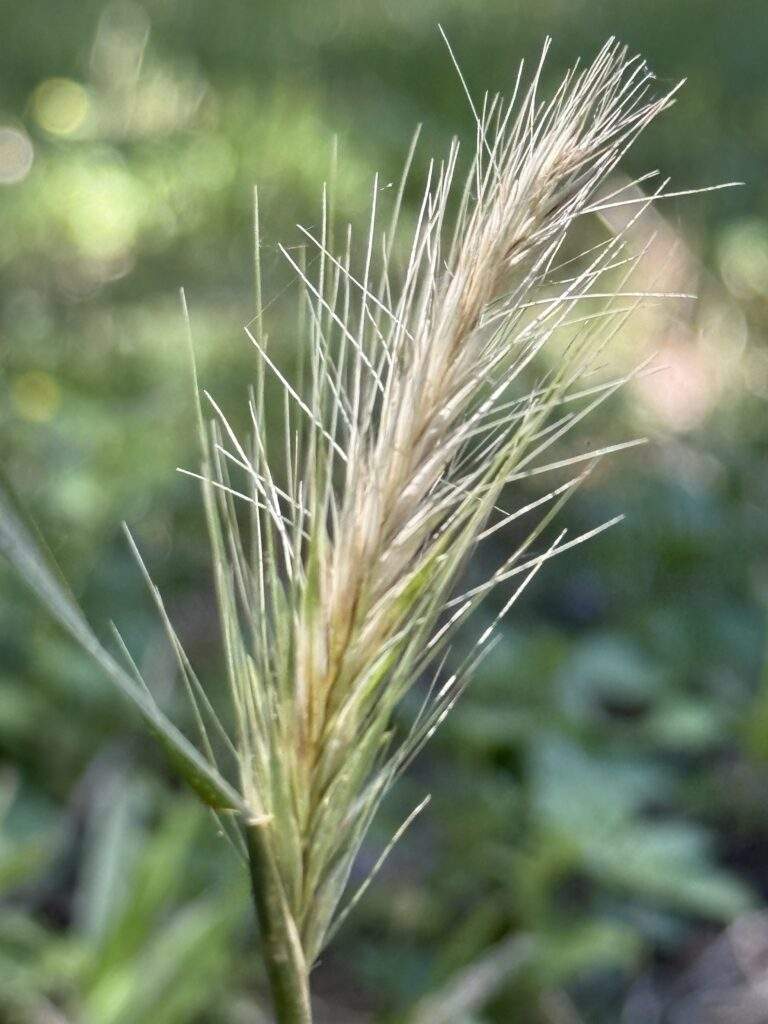 Foxtails look a lot like mini-versions of wheat.