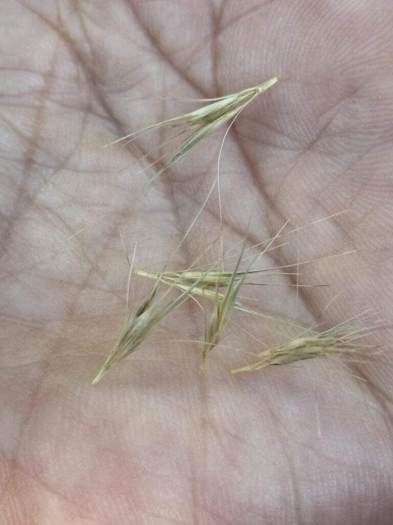 Foxtails break into small sections that can burrow into a dog's feet