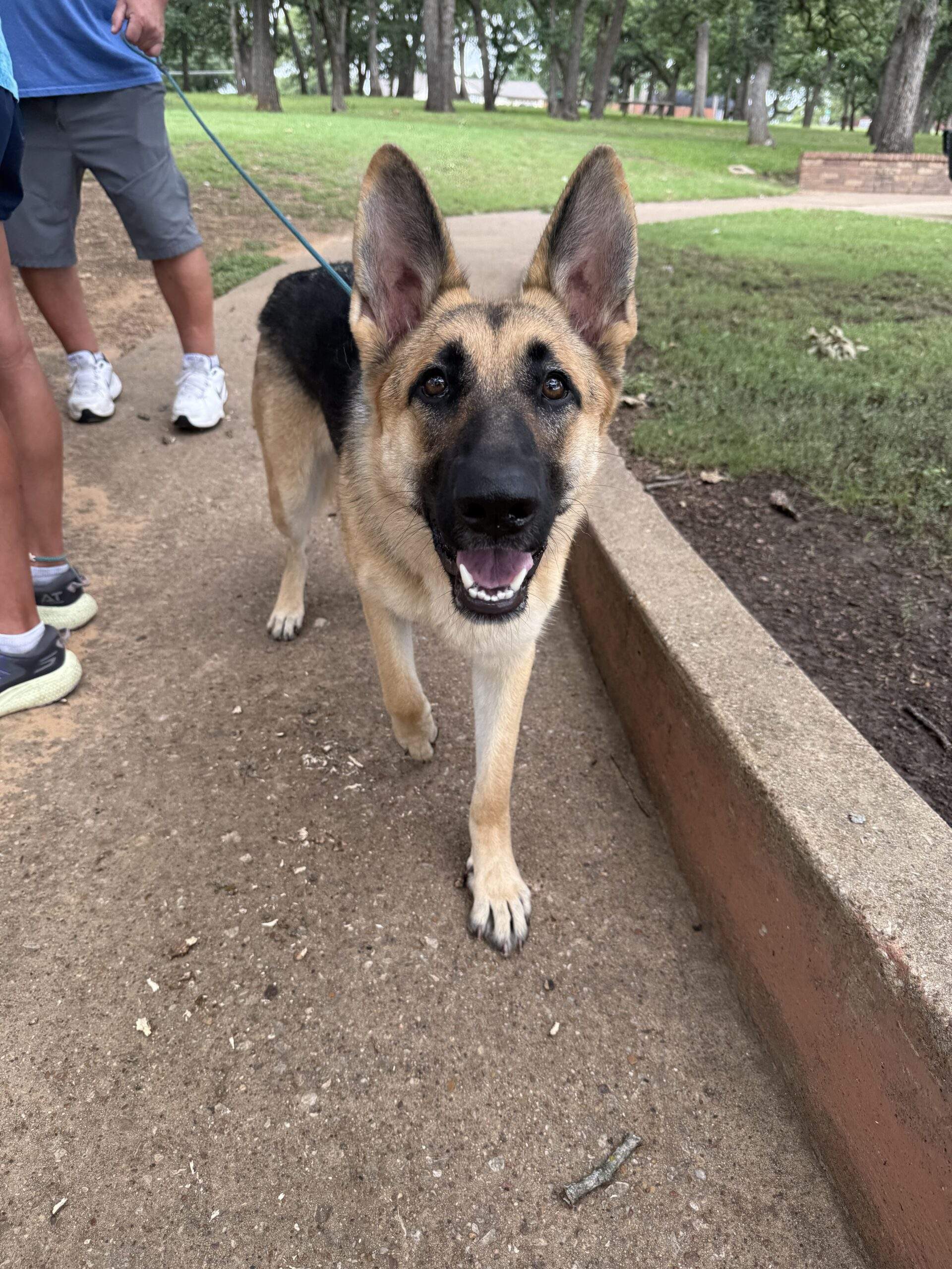 Public Practice is a Critical Part of Training Stella at the park practicing her behavior