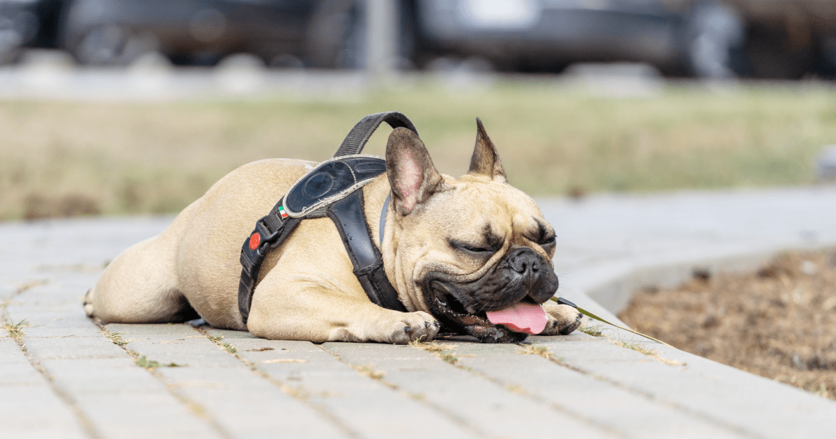 short faced dogs have a harder time in the heat