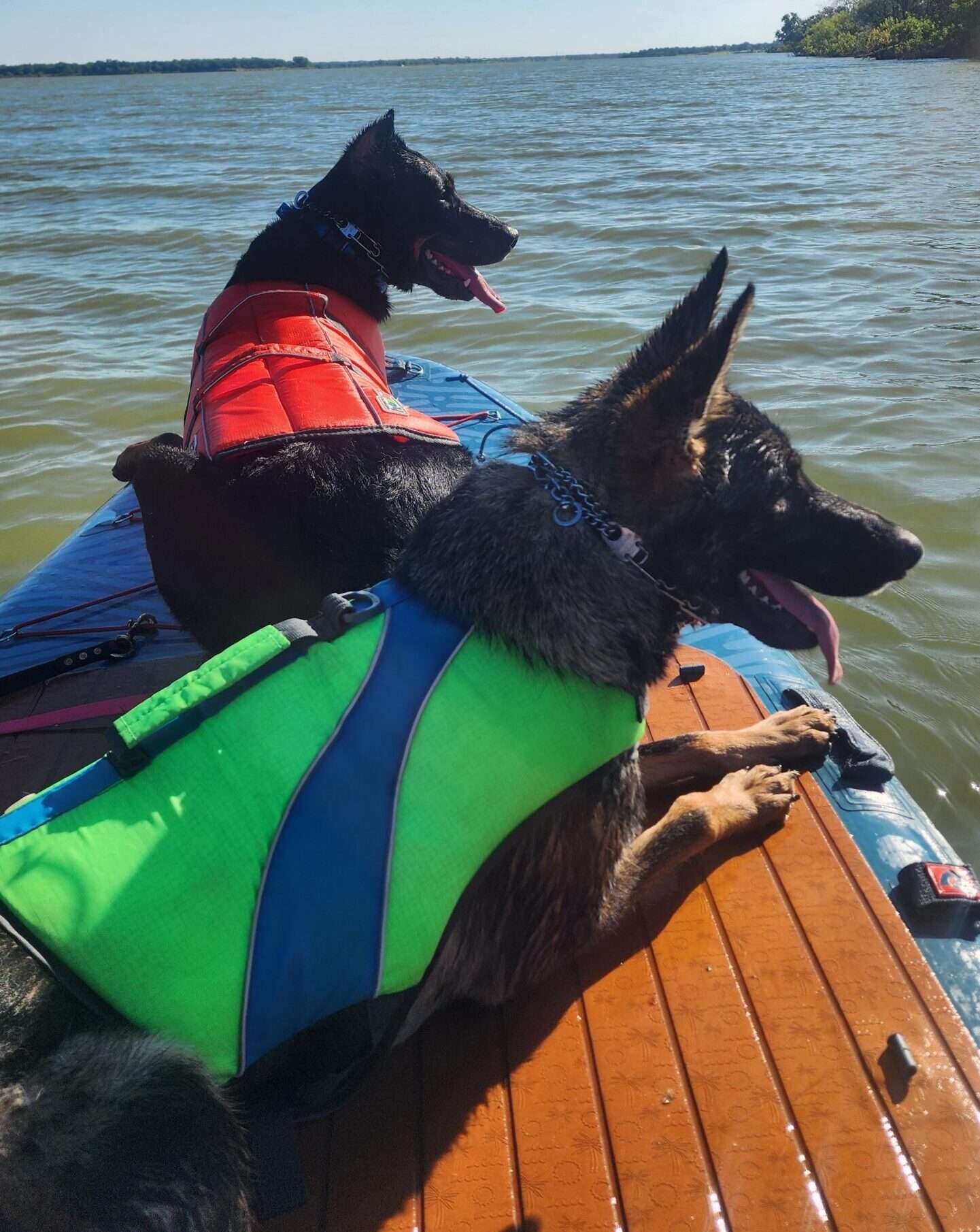 Dogs need lifejackets and plenty of training to ride comfortable on a kayak.