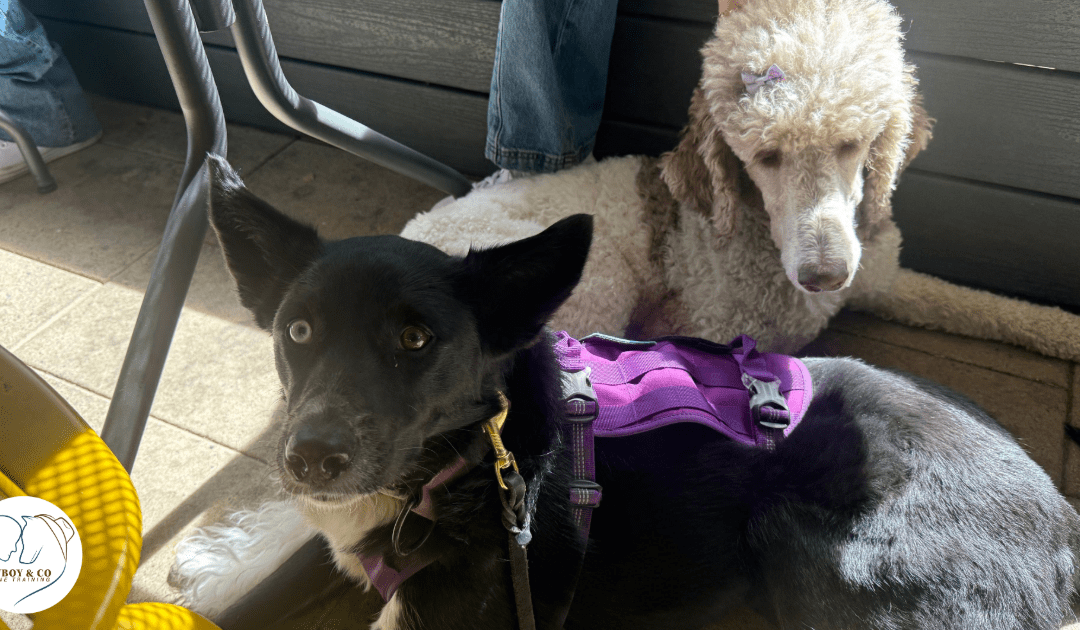 Protected: Calypso’s Service Dog Training Story