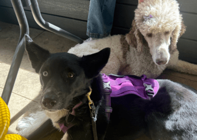 Abbi & Calypso's service dog success story