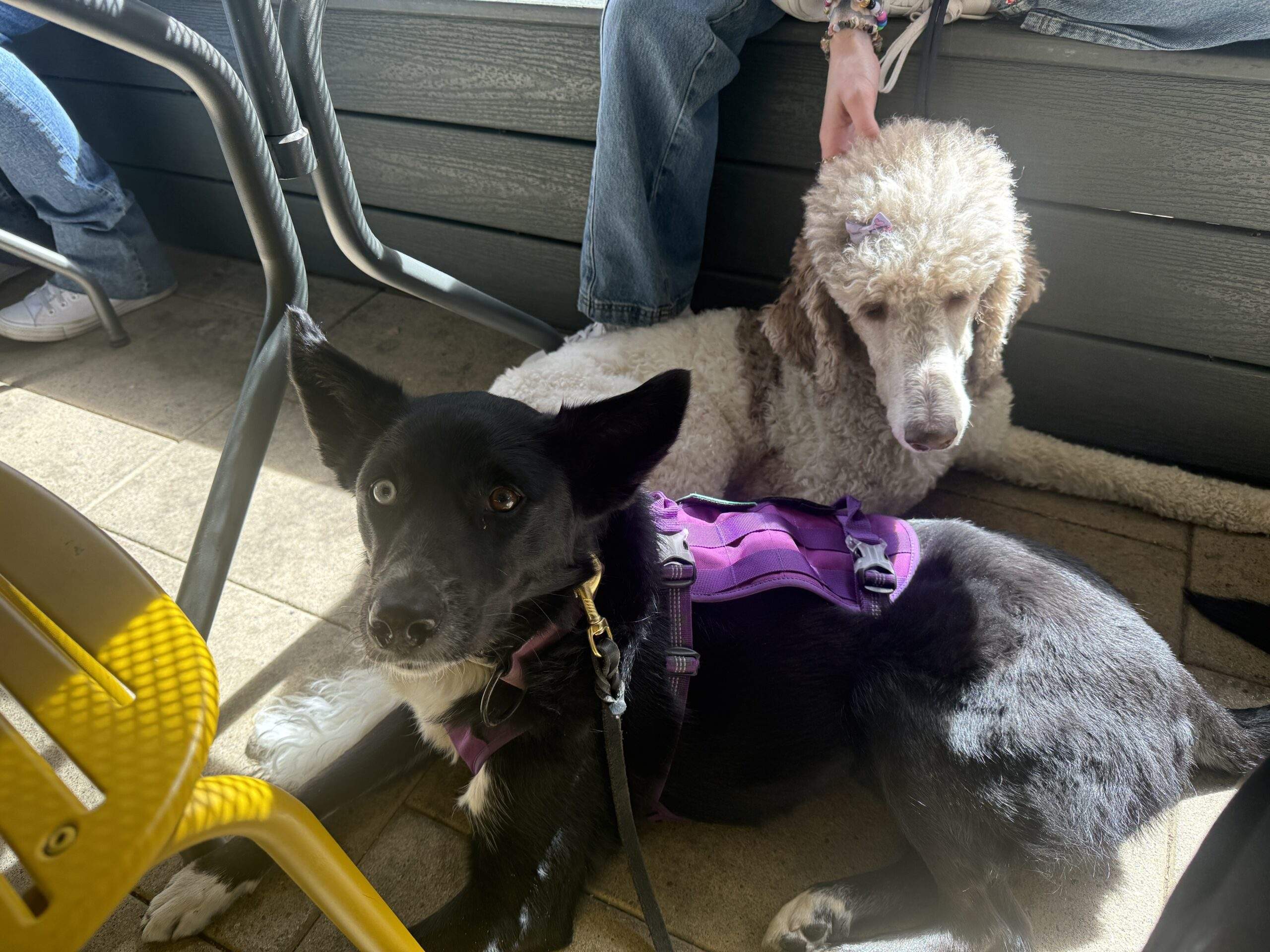 Service Dog Calypso goes everywhere
