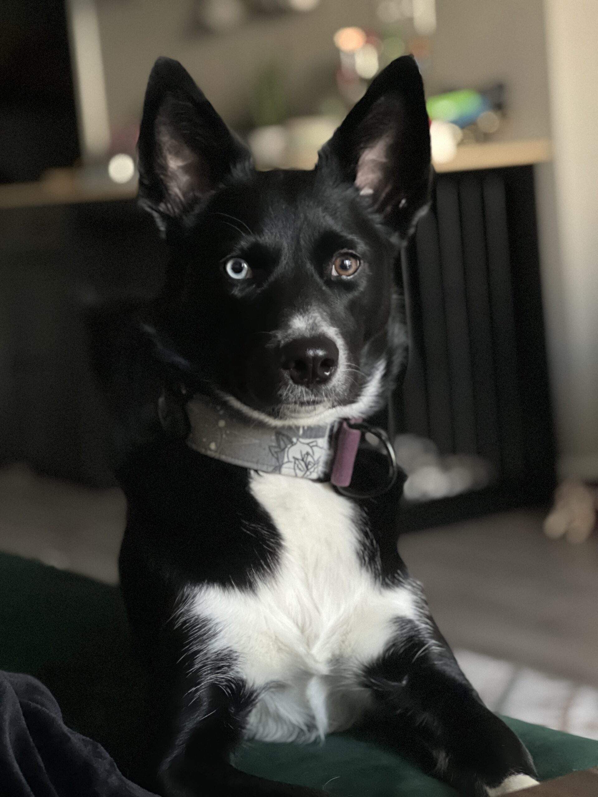 Calypso, Abbi's Service Dog
