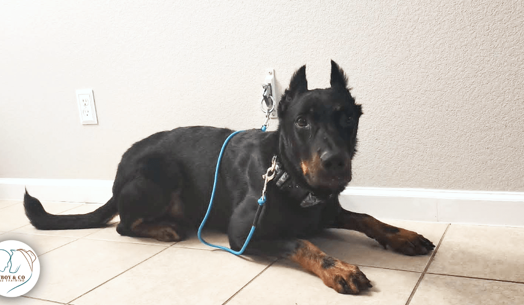 Tethering your dog can teach them to calm themselves.