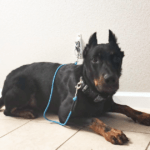 Tethering your dog can teach them to calm themselves.