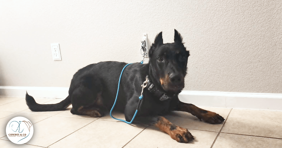 Tethering your dog can teach them to calm themselves.