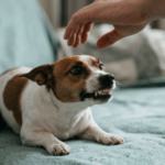 Resource guarding dog