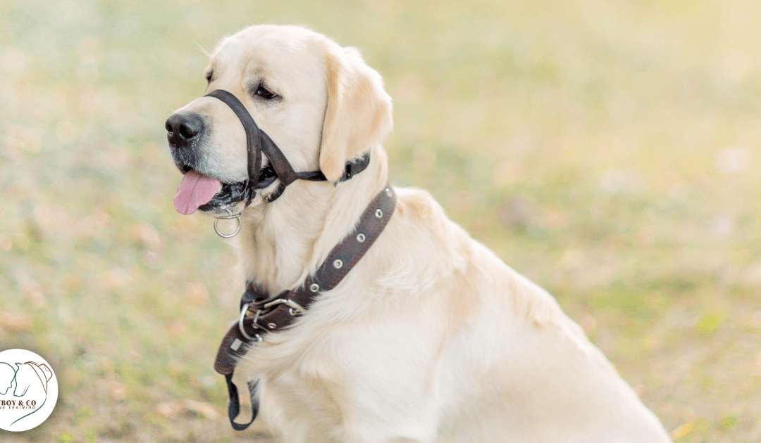 dog wearing head halter