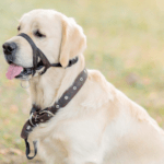 dog wearing head halter