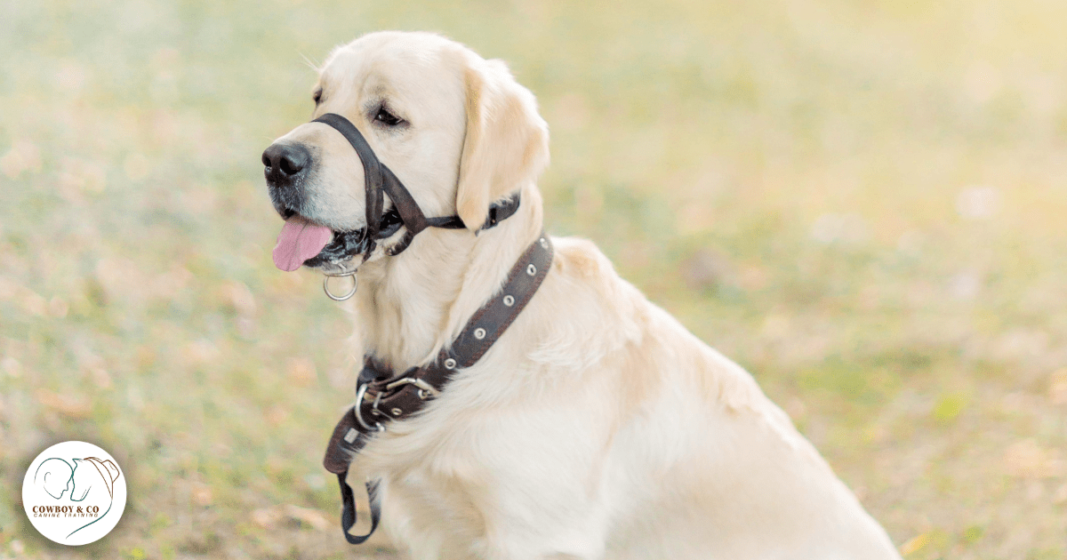 dog wearing head halter